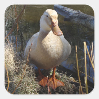 Saksische eend Sticker
