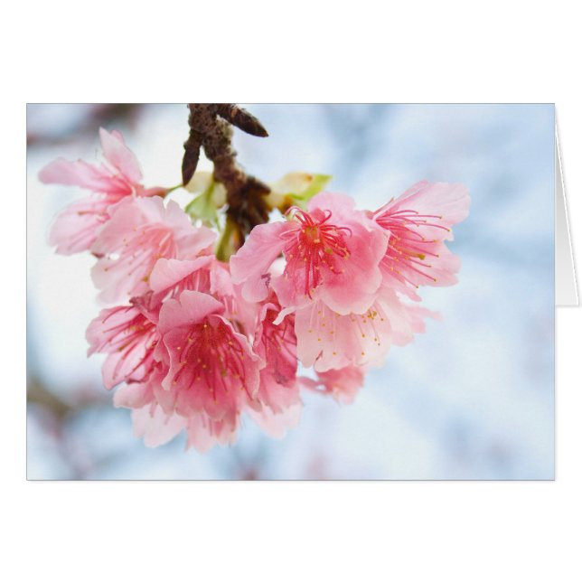 Sakura (Devant horizontal)