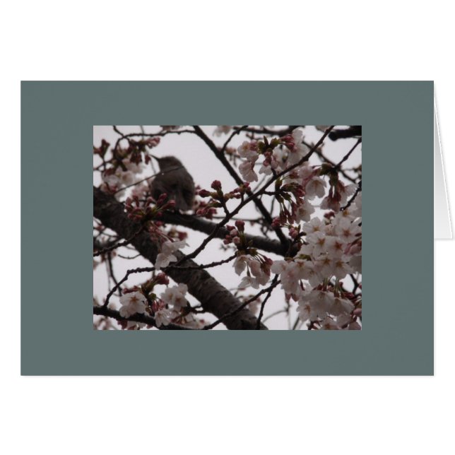 Sakura (Voorkant Horizontaal)