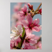 Sakura bloem, roze Japanse bloem Poster (Voorkant)
