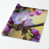 Sakura bloemen en knoppen in de boomschaduw cadeaupapier (Uitgerold)