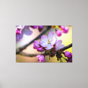 Sakura Bloemen En Knoppen In De Schaduw Van Een Bo Canvas Afdruk