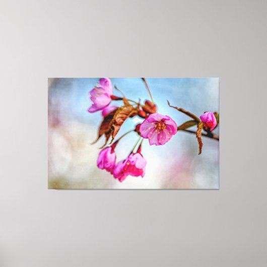 Sakura-bloemen in zachte roze kleuren in Springtim Canvas Afdruk (Voorkant)