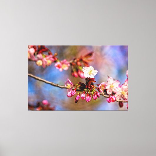 Sakura Blossom en Paarse buds op zondag Canvas Afdruk (Voorkant)