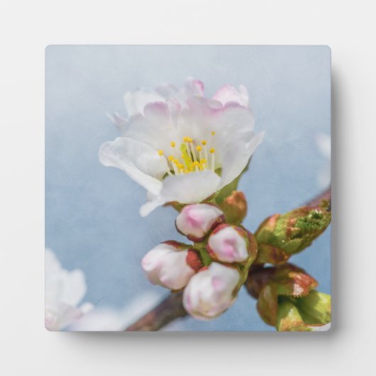 Sakura Blossom Fotoplaat (Voorkant)