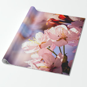 Sakura Blossom op zonnige dag Cadeaupapier