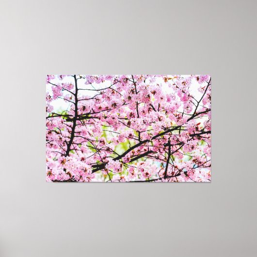 Sakura - boom in volledig roze bloem in Springtime Canvas Afdruk (Voorkant)