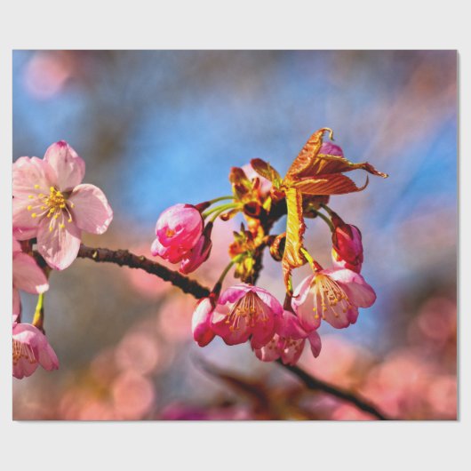 Sakura Buds zijn klaar om te openen en bloom Cadeaupapier (Vlak)