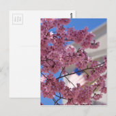 Sakura Cherry Blossom Americana Briefkaart (Voorkant / Achterkant)