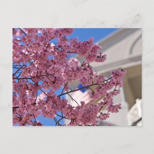 Sakura Cherry Blossom Americana Briefkaart (Voorkant)