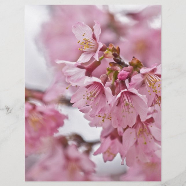 Sakura Cherry Blossom Bleek Pink (Voorkant)