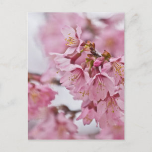 Sakura Cherry Blossom Bleek Pink Briefkaart