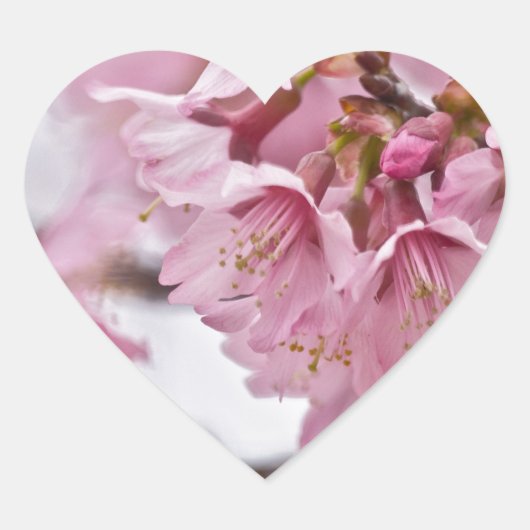Sakura Cherry Blossom Bleek Pink Hart Sticker (Voorkant)