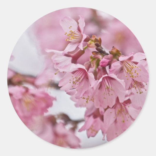 Sakura Cherry Blossom Bleek Pink Ronde Sticker (Voorkant)