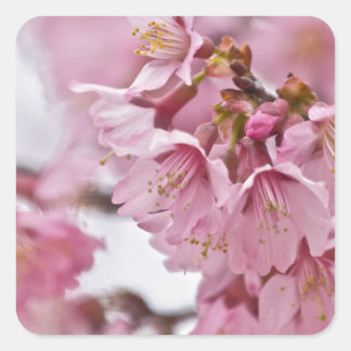 Sakura Cherry Blossom Bleek Pink Vierkante Sticker