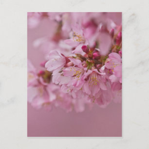 Sakura Cherry Blossom Bleke roze reflecties Briefkaart