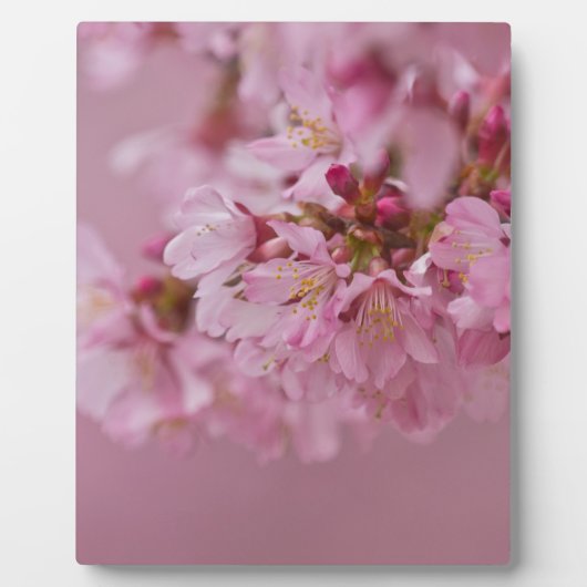 Sakura Cherry Blossom Bleke roze reflecties Fotoplaat (Voorkant)
