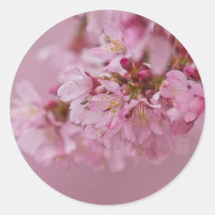 Sakura Cherry Blossom Bleke roze reflecties Ronde Sticker