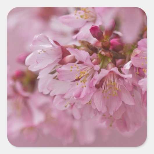 Sakura Cherry Blossom Bleke roze reflecties Vierkante Sticker (Voorkant)