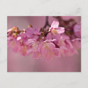 Sakura Cherry Blossom Delicate Pink Bouquet Briefkaart