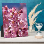 Sakura Cherry Blossom gekust door zonlicht Fotoplaat (Zijkant)