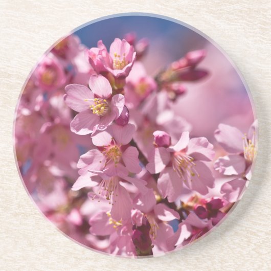 Sakura Cherry Blossom gekust door zonlicht Zandsteen Onderzetter (Voorkant)