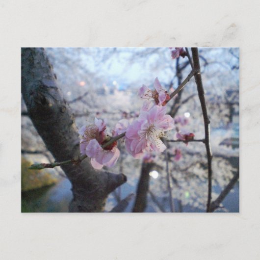 Sakura - Cherry Blossom in Kajo Park Briefkaart (Voorkant)