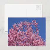 Sakura Cherry Blossom in the Blue Briefkaart (Voorkant / Achterkant)