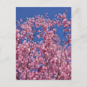 Sakura Cherry Blossom in the Blue Briefkaart