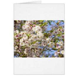 Sakura Cherry Blossom Japan Kyoto