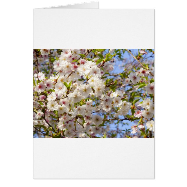 Sakura Cherry Blossom Japan Kyoto (Voorkant)