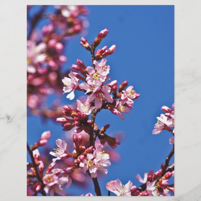 Sakura Cherry Blossom met Blue (Voorkant)