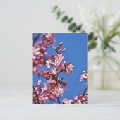 Sakura Cherry Blossom met Blue Briefkaart (Staand voorkant)