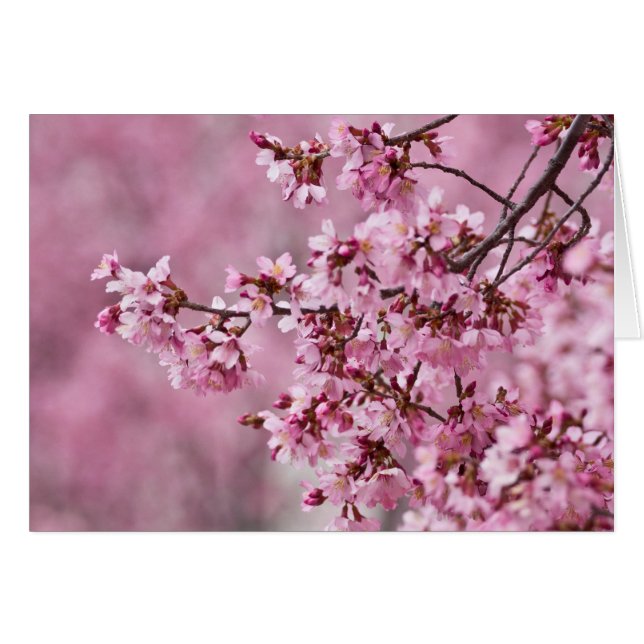 Sakura Cherry Blossom Pastel Pink Layers (Voorkant Horizontaal)