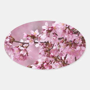 Sakura Cherry Blossom Pastel Pink Layers Ovale Sticker
