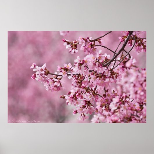 Sakura Cherry Blossom Pastel Pink Layers Poster (Voorkant)
