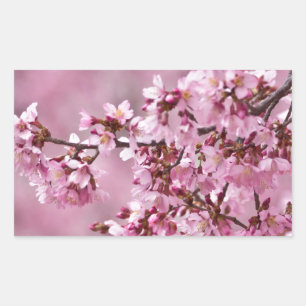 Sakura Cherry Blossom Pastel Pink Layers Rechthoekige Sticker