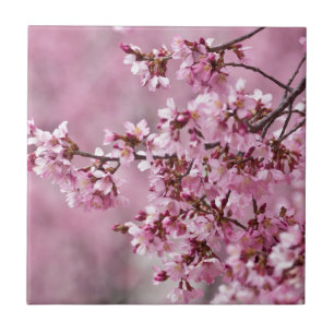 Sakura Cherry Blossom Pastel Pink Layers Tegeltje