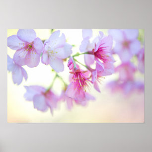 Sakura Cherry Blossom Pink en White Floral Poster