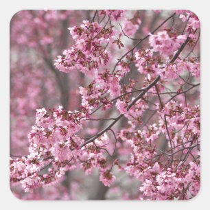 Sakura Cherry Blossom Pink Vierkante Sticker