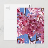Sakura Cherry Blossom Red Stars Briefkaart (Voorkant / Achterkant)