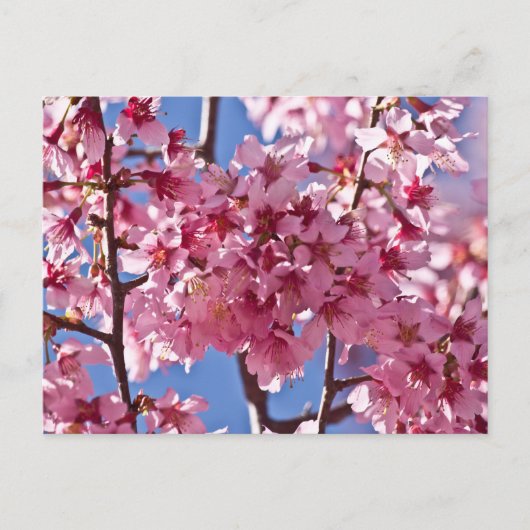 Sakura Cherry Blossom Red Stars Briefkaart (Voorkant)