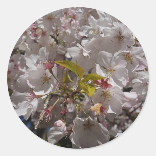 Sakura Cherry Blossom Stickers (Voorkant)