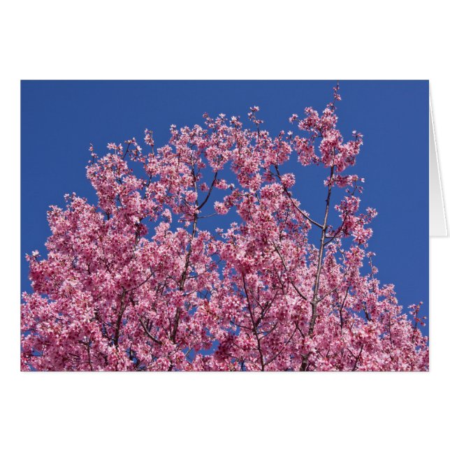Sakura Cherry Fleurit Dans Le Bleu (Devant horizontal)