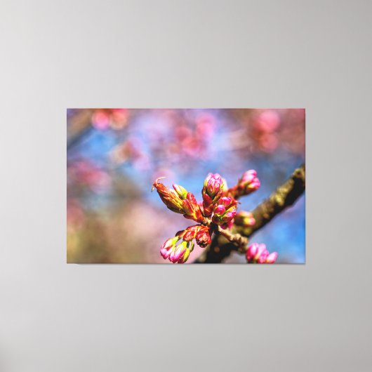 Sakura Cherry Tree Buds. Het begin van de lente Canvas Afdruk (Voorkant)