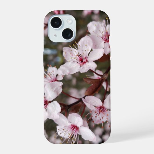 Sakura de printemps (Verso)