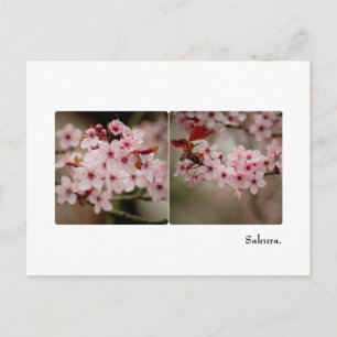 Sakura Diptych Briefkaart
