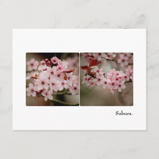 Sakura Diptych Briefkaart (Voorkant)