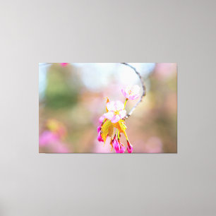 Sakura drijft op een twijg. Time Helix Canvas Afdruk