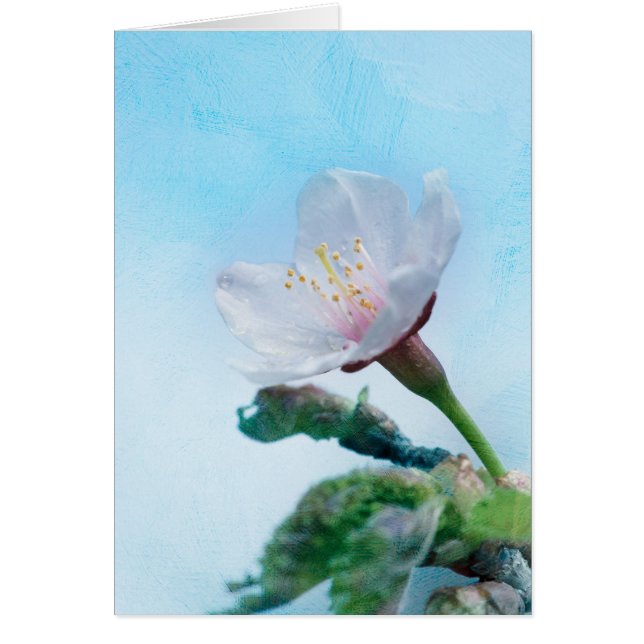 Sakura - Fleur de cerisier japonaise (Devant)